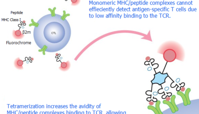MHC Tetramers and antigen-specific T cell receptors
