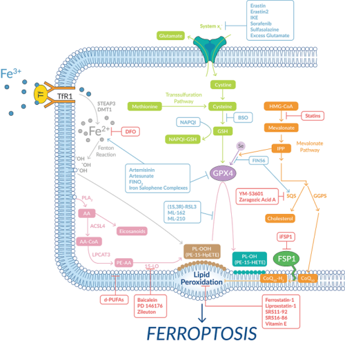 Ferroptotic pathway